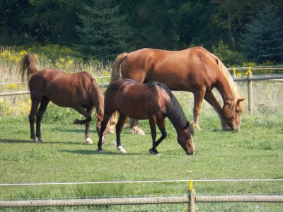 horses in field